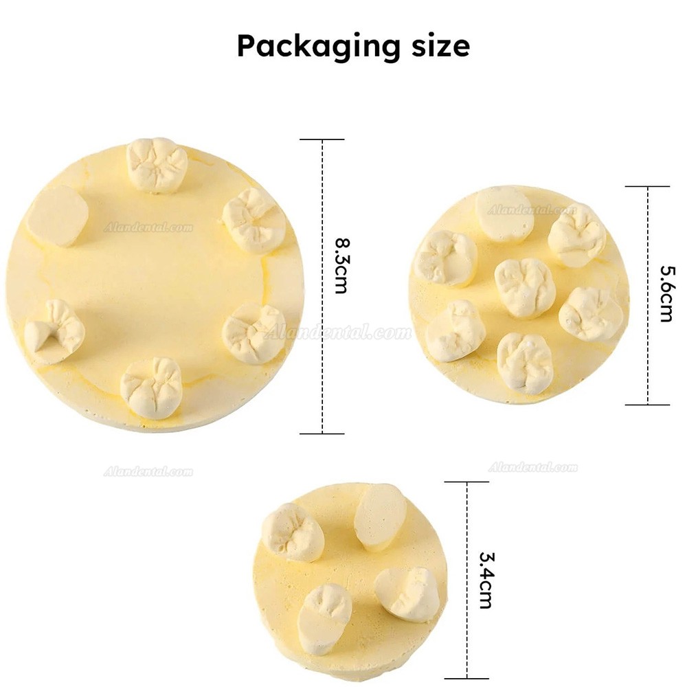 3Pcs/Bag Dental Tooth Morphology Practice Model U6/L6/U4 Positions Training Kit (Gypsum/Resin)